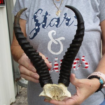 Male Springbok Skull Plate with 11" Horns - $30