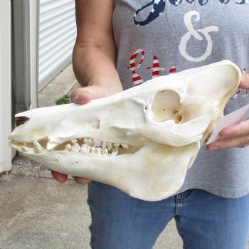 B-Grade 12" Wild Boar Skull - $40