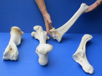 4 piece buffalo leg bone set , available to buy for $55/set