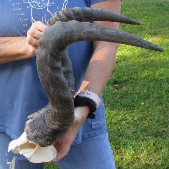 22" Horns on B-Grade Male Red Hartebeest Skull Plate - $35