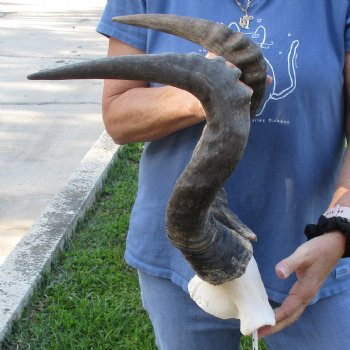 22" Horns on B-Grade Male Red Hartebeest Skull Plate - $35