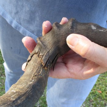 18" Horns on B-Grade Female Red Hartebeest Skull Plate - $29