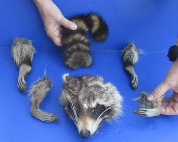 Preserved Raccoon Head, Legs, & Tail - Available For Sale <font color=red>Special Price </font>for $30