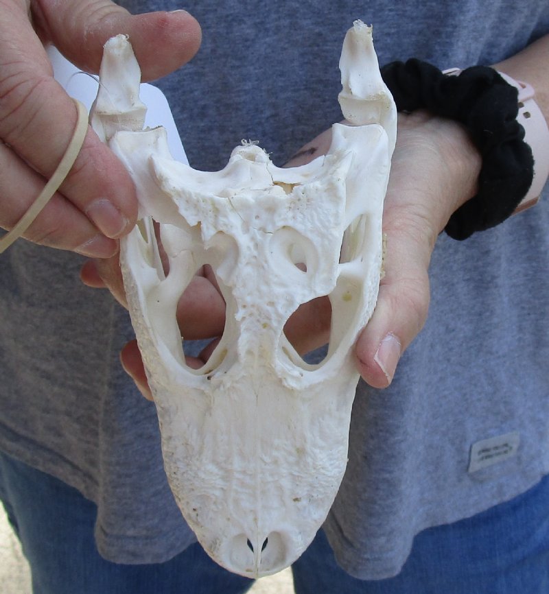 B-grade Florida Alligator Skull