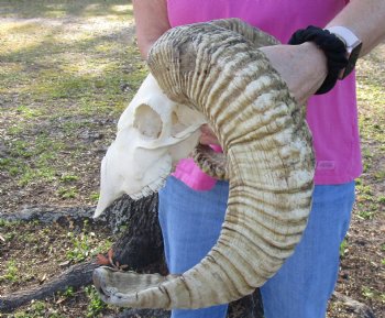 B-Grade African Merino Ram/Sheep Skull with 21 inch Horns - $130