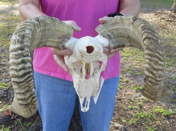 B-Grade African Merino Ram/Sheep Skull with 21 inch Horns - $130