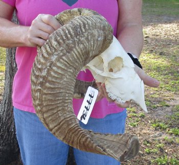 B-Grade African Merino Ram/Sheep Skull with 21 inch Horns - $130