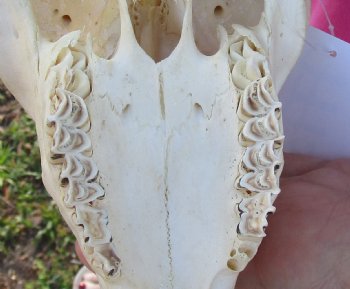 B-Grade African Merino Ram/Sheep Skull with 21 inch Horns - $130