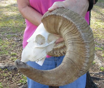 B-Grade African Merino Ram/Sheep Skull with 22 and 23 inch Horns - $130