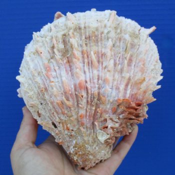 Huge 6" Thorny Oyster (Spondylus Princeps) - $35