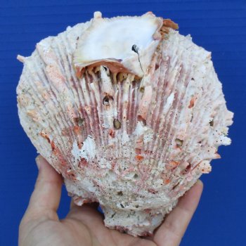 Huge 6" Thorny Oyster (Spondylus Princeps) - $35