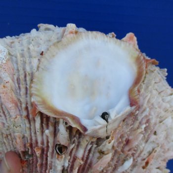 Huge 6" Thorny Oyster (Spondylus Princeps) - $35