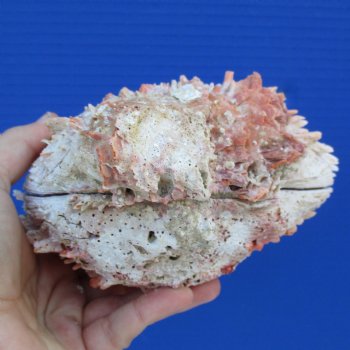 Huge 6" Thorny Oyster (Spondylus Princeps) - $35