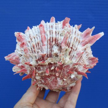 6" Thorny Oyster (Spondylus Princeps) - $30