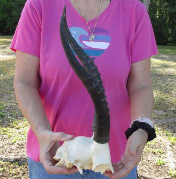 Female Blesbok Skull Plate with 14" Horns - Available for Sale for $35