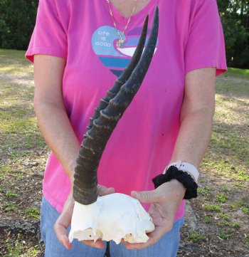 Buy this Female Blesbok Skull Plate with 12" Horns for $32