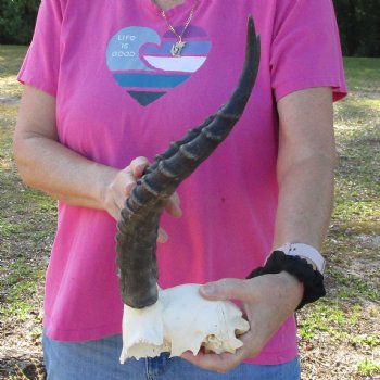 Genuine Female Blesbok Skull Plate with 13" Horns for Sale for $35