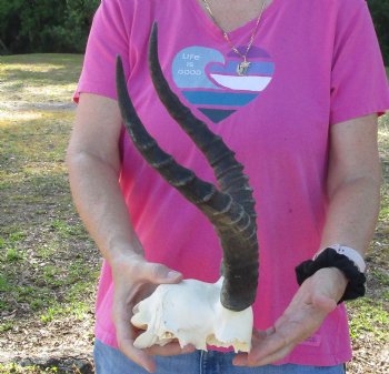 Genuine Female Blesbok Skull Plate with 13" Horns for Sale for $35