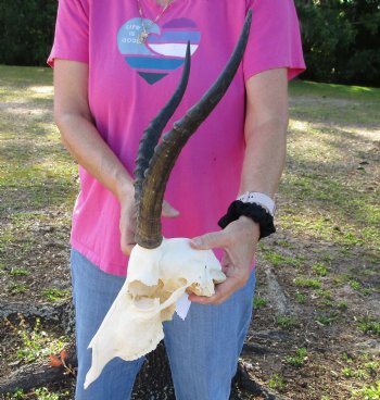 11" Real Male Blesbok Skull with 13" Horns - Available for Sale for $65