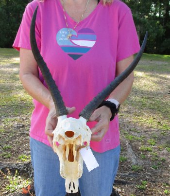 11" Real Male Blesbok Skull with 13" Horns - Available for Sale for $65