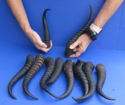 Buy Now 10 pc lot 9 to 12 inch African male springbok horns for $70