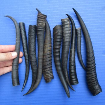 5" - 9" Female Springbok Horns, 10 pc - $50