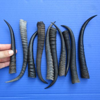 5-1/2" - 8" Female Springbok Horns, 10 pc - $50