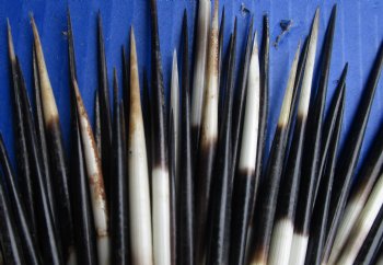 200 bulk lot of African Porcupine Quills (Semi Cleaned) 5 to 6 inch available for sale $100/lot