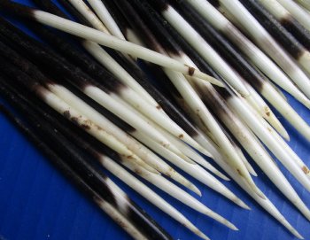 200 bulk lot of African Porcupine Quills (Semi Cleaned) 5 to 6 inch available for sale $100/lot