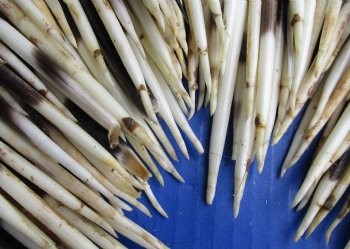 300 bulk lot of African Porcupine Quills (Semi Cleaned) 5 to 6 inch available for sale $140/lot