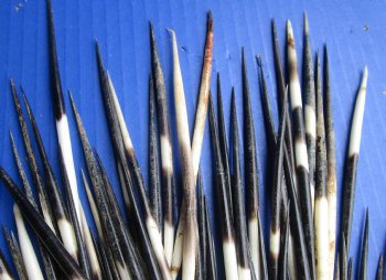 300 bulk lot of African Porcupine Quills (Semi Cleaned) 5 to 6 inch available for sale $140/lot
