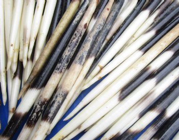 200 bulk lot of African Porcupine Quills (Semi Cleaned) 6 to 6-3/4 inch for $125/lot
