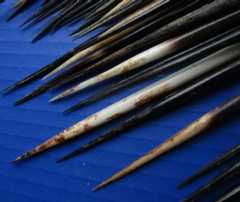 200 bulk lot of African Porcupine Quills (Semi Cleaned) 6 to 6-3/4 inch for $125/lot