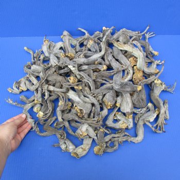 100 Preserved Iguana Legs, 6" to 11" - $50