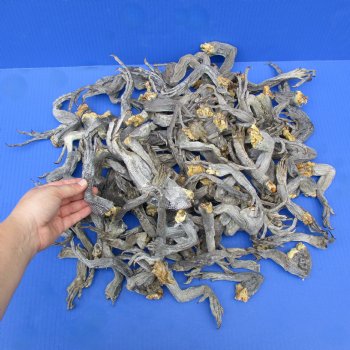 100 Preserved Iguana Legs, 6" to 11" - $50