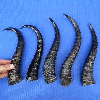 5 Polished Male Springbok Horns - $50