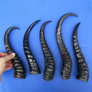 5 Polished Male Springbok Horns - $50