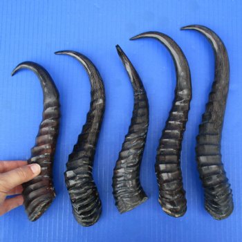 5 Polished Male Springbok Horns - $50