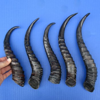 5 Polished Male Springbok Horns - $50