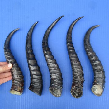 5 Polished Male Springbok Horns - $50