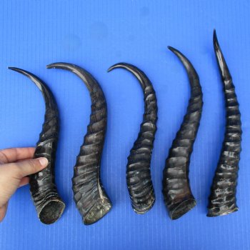 5 Polished Male Springbok Horns - $50