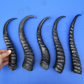 5 Polished Male Springbok Horns - $50