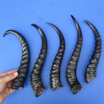 5 Polished Male Springbok Horns - $50