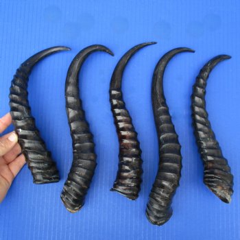 5 Polished Male Springbok Horns - $50