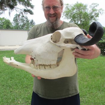 19" Indian Water Buffalo Skull & Mandible with 14" & 15" Horns - $95