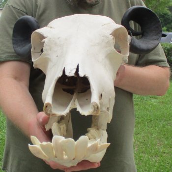 19" Indian Water Buffalo Skull & Mandible with 14" & 15" Horns - $95