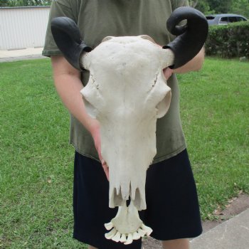 19" Indian Water Buffalo Skull & Mandible with 14" & 15" Horns - $95