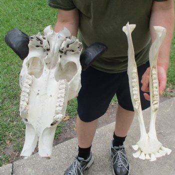 19" Indian Water Buffalo Skull & Mandible with 14" & 15" Horns - $95