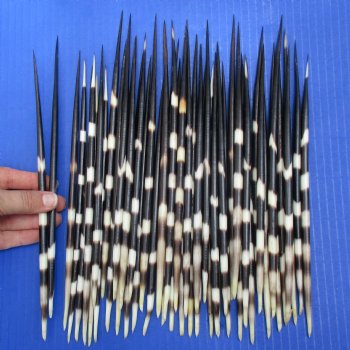 50  African Porcupine Quills (Clean), 9" to 10" - $62