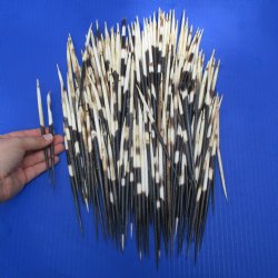 200 African Porcupine Quills (Semi Cleaned), 6-3/4" to 7-3/4" - $150